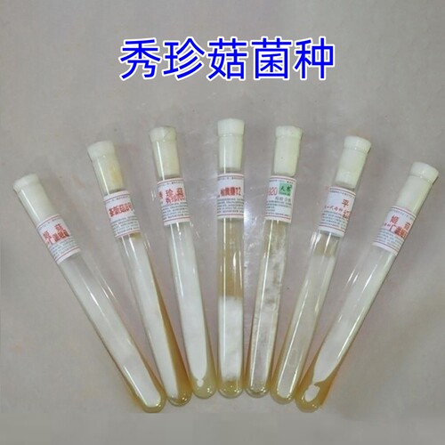 秀珍菇母种试管满管优质种源
