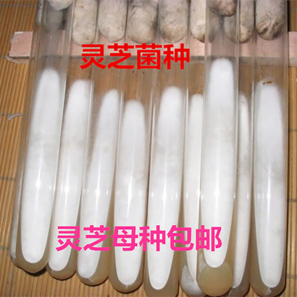 灵芝菌种原种母种栽培种赤紫灵芝平菇菌包蘑菇种子优质食用菌种包