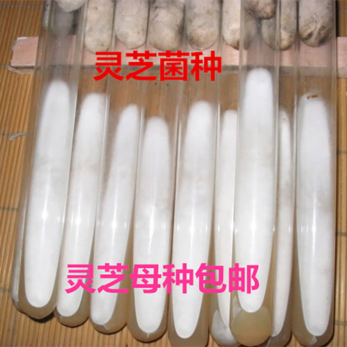 岷源高新赤紫灵芝平菇菌种包