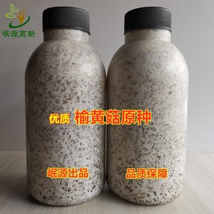 榆黄菇原种二级种优质菌种榆黄蘑原种椴木种植活性强蘑菇种植瓶装