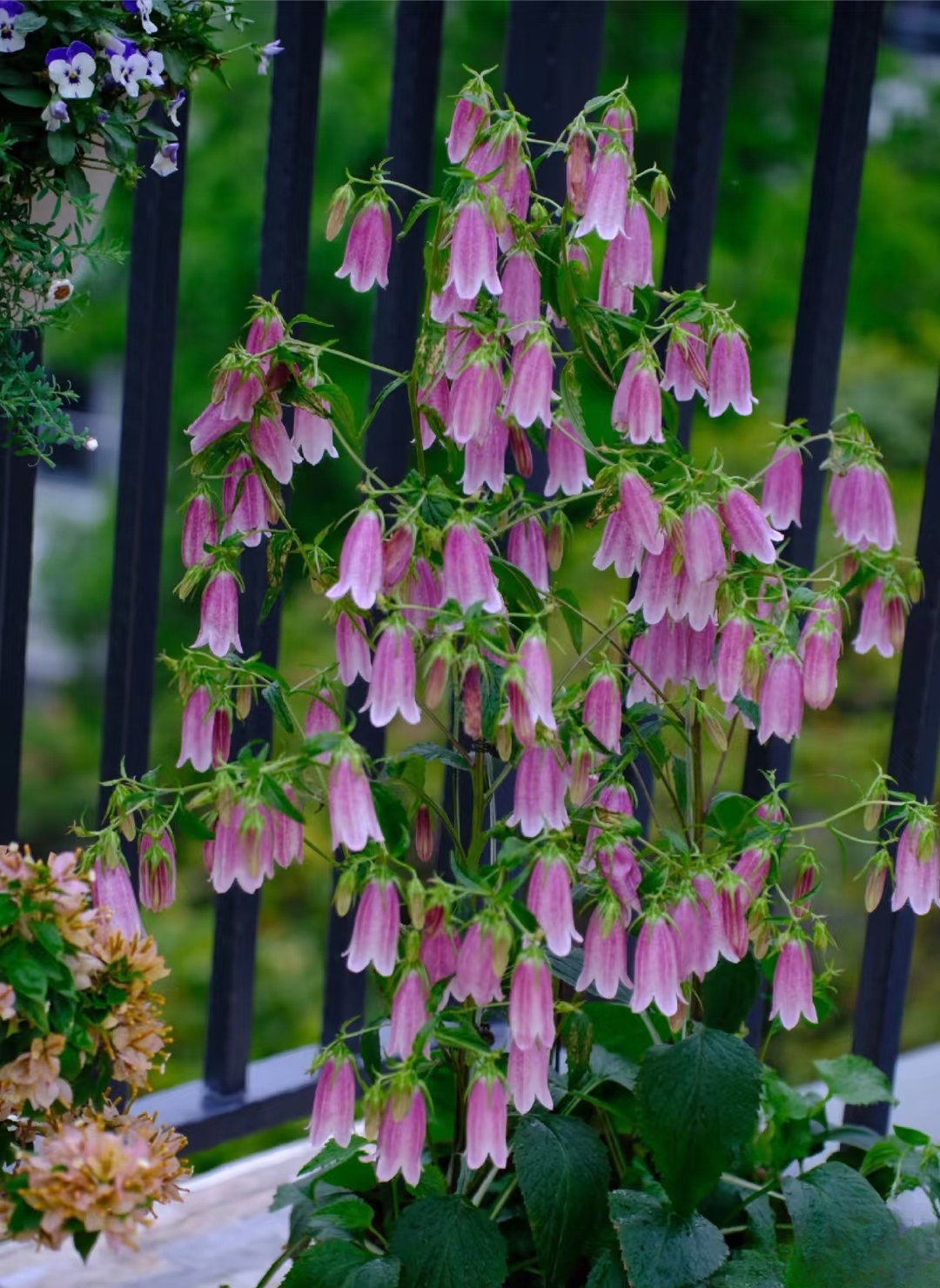 紫斑风铃草盆栽花卉多年生耐寒耐热宿根植物花园花境多次开花期长