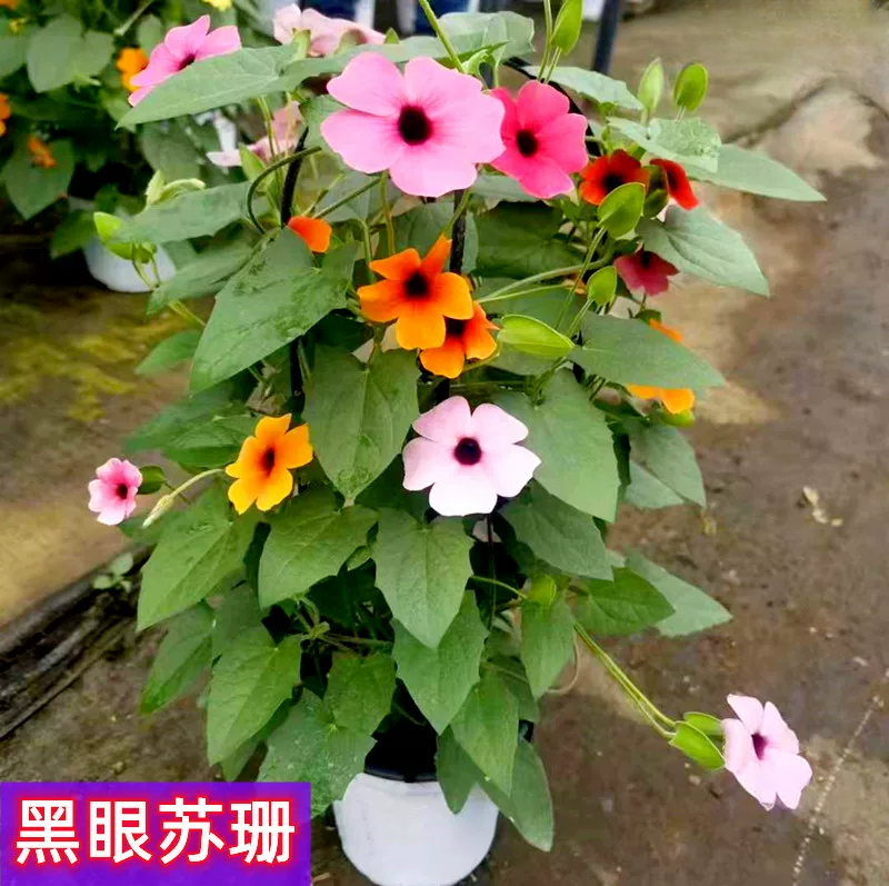 黑眼苏珊盆栽花卉庭院阳台宿根草本爬藤大苗西班牙之眼带花