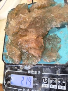 100克野外捡的太,岁肉灵芝活体透明的皮