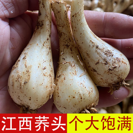江西荞头新鲜藠头现挖无根须无叶生叫头农家自种茭头教头乔头泡菜