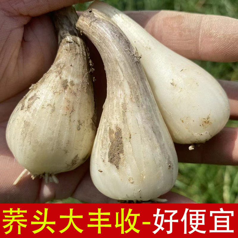 江西荞头新鲜现挖藠头时令蔬菜带须可种植茭白大茭头教头叫头包邮