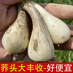江西荞头新鲜现挖藠头时令蔬菜带须可种植茭白大茭头教头叫头包邮