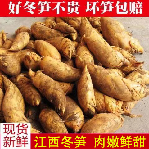 江西发货新鲜现挖冬笋大竹笋