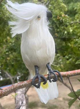 仿真羽毛大白凤头鹦鹉展翅摆件园林装饰影视拍摄道具演出模型学习