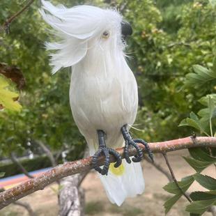仿真羽毛大白凤头鹦鹉展翅摆件园林装饰影视拍摄道具演出模型学习