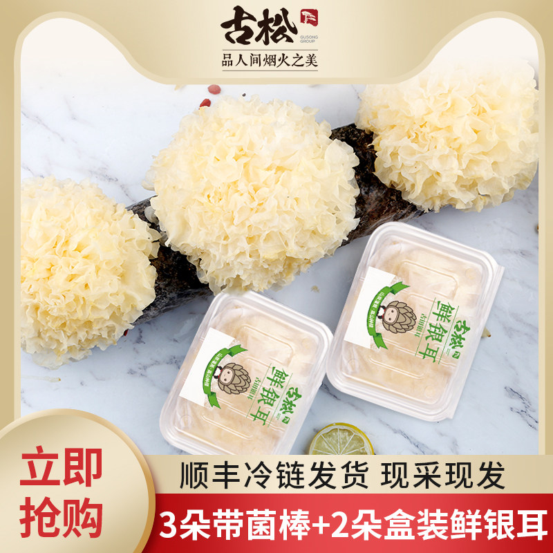 古松 古田新鲜银耳带菌棒雪耳非干货白木耳银耳莲子羹5朵装500g