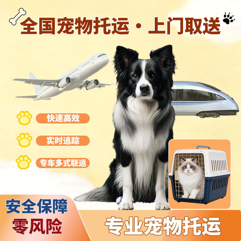 哈尔滨沈阳长春宠物托运宠物进客舱爱宠同机飞航空高铁宠物专车 - 实物图
