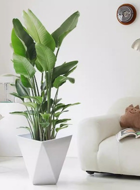 天堂鸟盆栽苗植物网红鹤望兰大型绿植净化空气办公室室内客厅北欧
