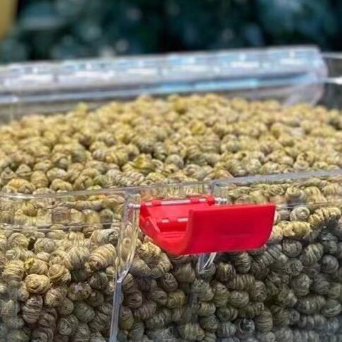 正品优质量货霍山铁皮石斛每天