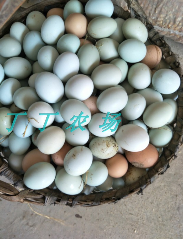 買(mǎi)一送一初生蛋綠殼雞蛋孕婦農(nóng)場(chǎng)純糧散養(yǎng)土雞蛋30枚實(shí)發(fā)60枚