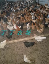 苏禽绿壳蛋鸡受精蛋正宗土鸡送种蛋1