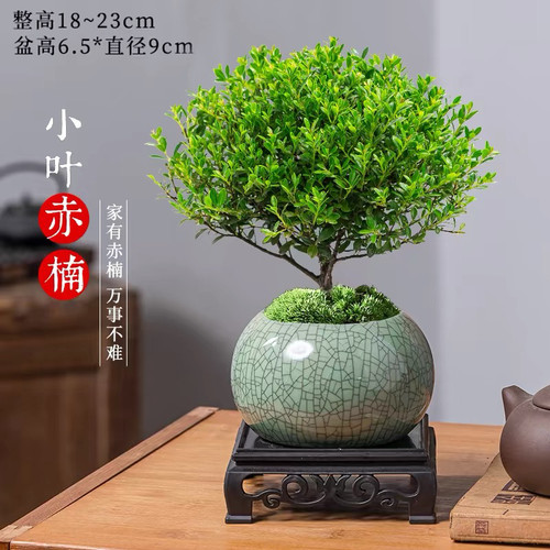 小叶赤楠老桩盆栽迷你植物花卉办公室内桌面小绿植好养四季盆景