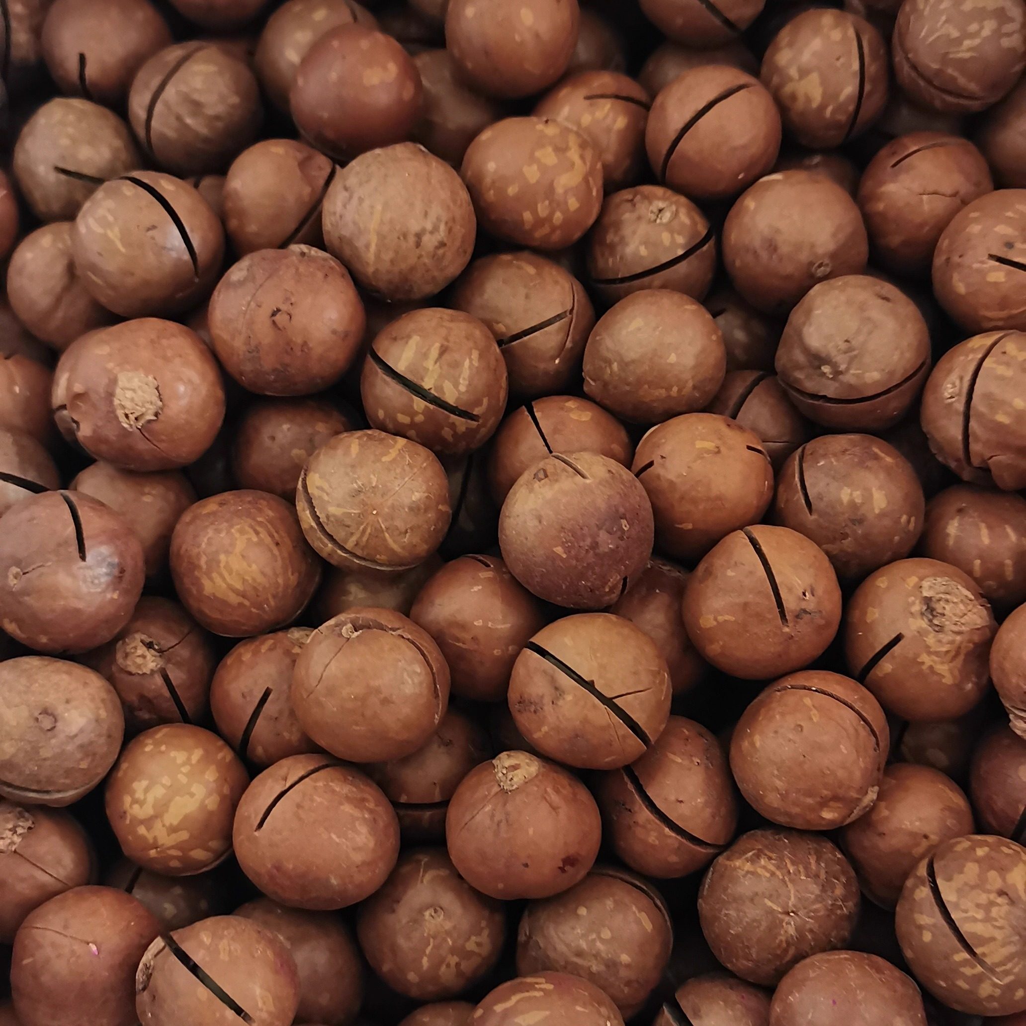 农户坚果夏威夷果种植户直销大果（直径2.2--2.4)