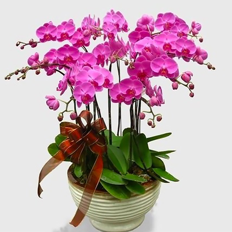 海南蝴蝶兰绿植盆栽广州鲜花速递同城上海北京南京开业乔迁送花店