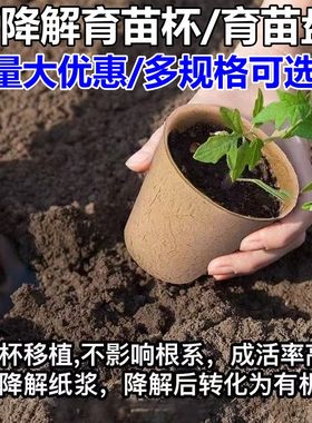 纸浆可降解育苗杯盘营养钵培育盆