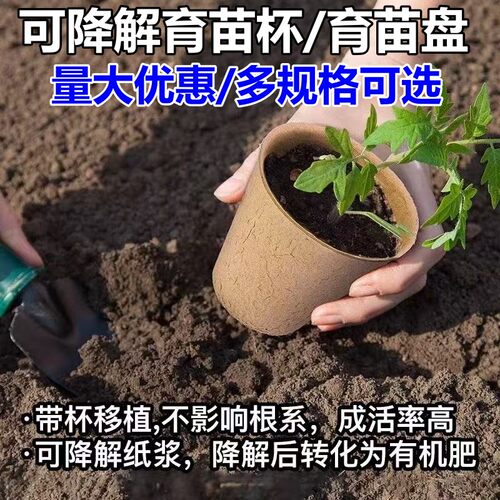 纸浆可降解育苗杯盘营养钵培育盆