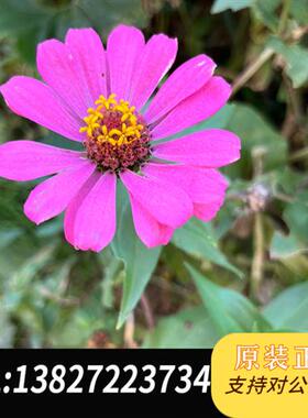 全新库存出PLC模块 老款 MX213,MX213/W全新带包全新议价