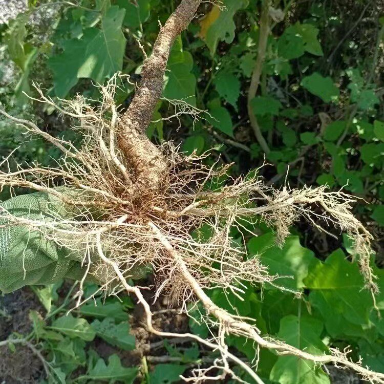 广东农家现挖野生刺天茄根苦天茄根苦新鲜颠茄根黄果茄根野茄