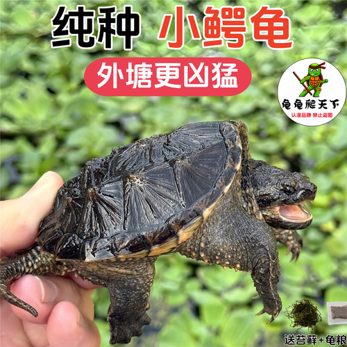 龟龟爬天下北美小鳄龟凶猛霸气