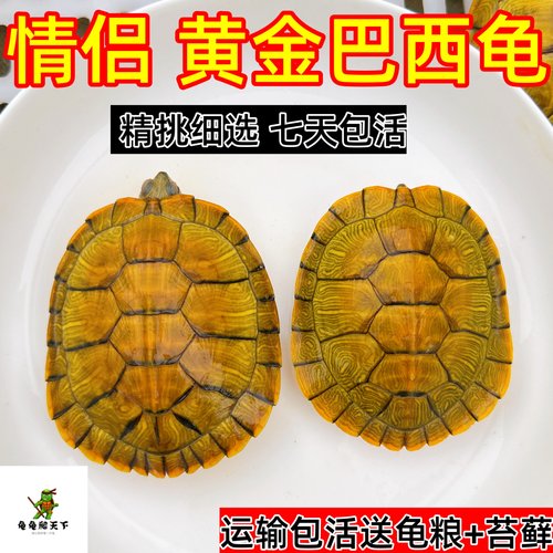 红耳龟巴西彩龟宠物龟