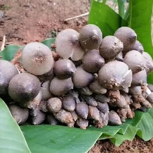 云南野生鸡枞菌火把鸡枞菌荔枝菌新鲜黑皮鸡枞菌大白菇菌顺丰包邮