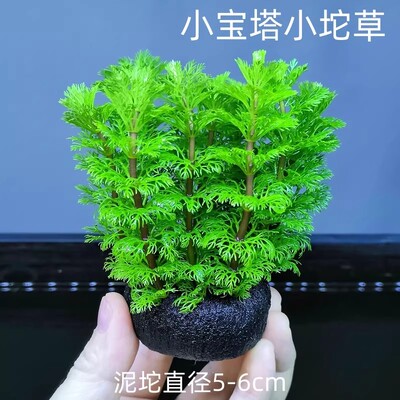 小宝塔坨草增氧耐活懒人水草