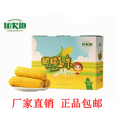 2025加农炮甜糯玉米内蒙古沙漠黄糯玉米棒农家特产12棒真空装包邮
