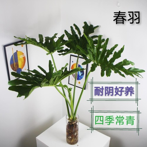 水培植物龙鳞春羽龟背竹绿植好养