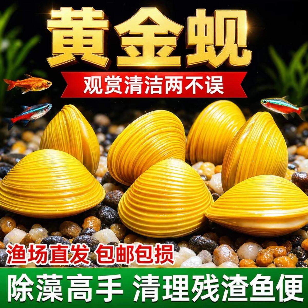 活体黄金蚬吃鱼屎除绿水净化水质