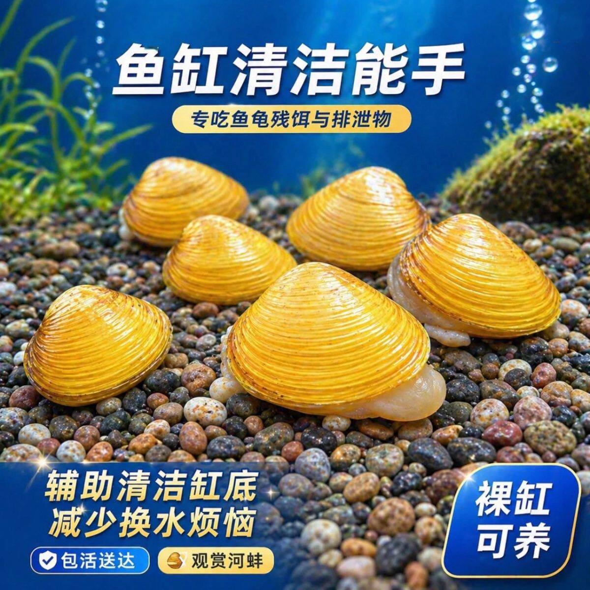 专吃鱼屎鱼缸清洁淡净水观赏螺鲜活物除绿水贝净化水质河蚌黄金砚