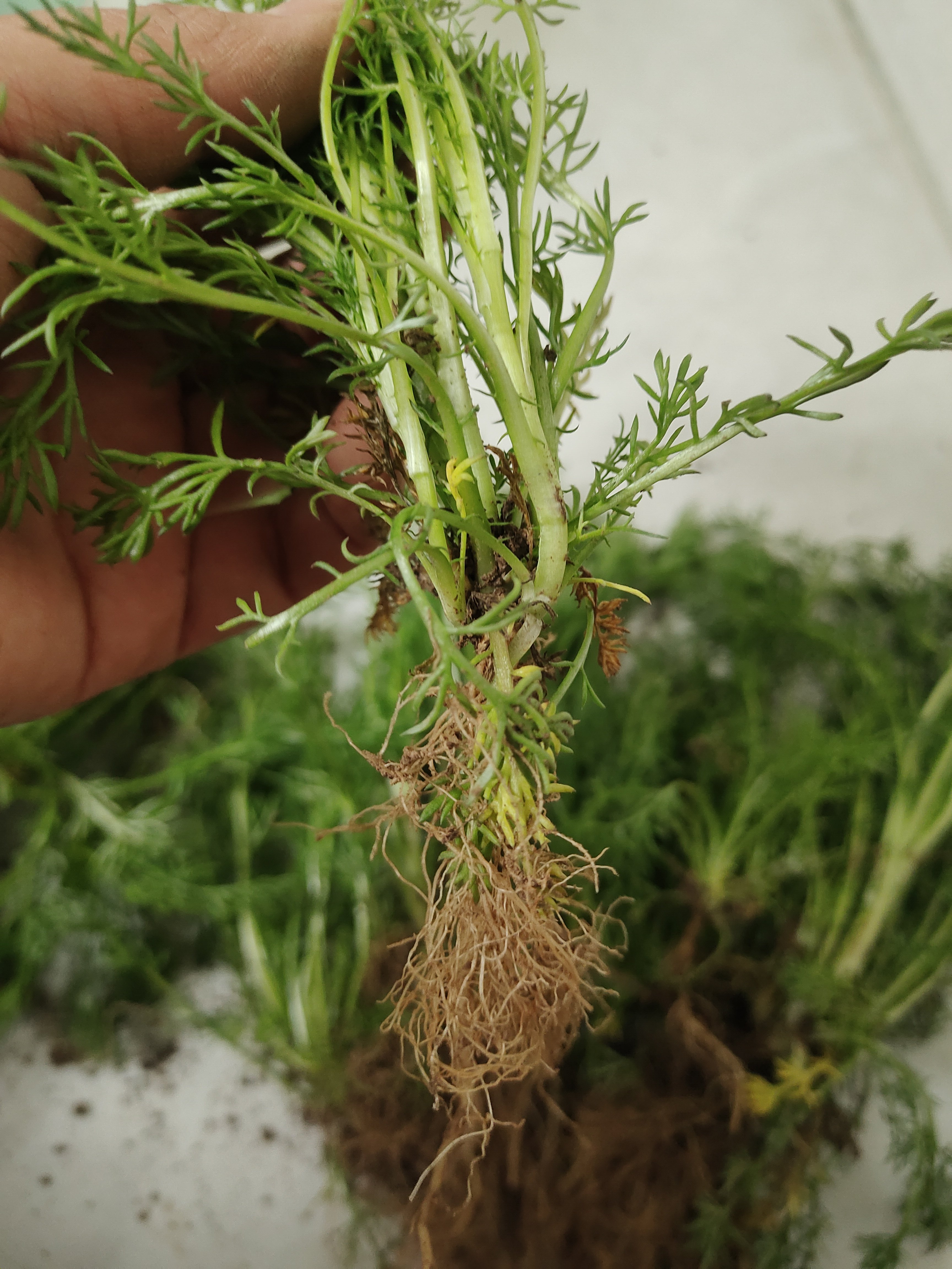 德国洋甘菊苗 带根带土 可做纯