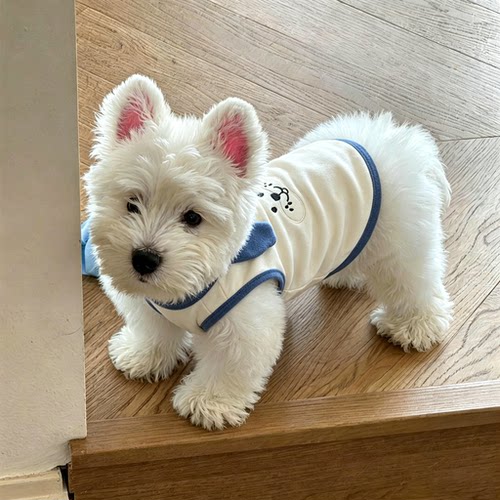 狗狗衣服小型犬秋天新款幼犬春秋小狗外出防脏可爱的小猪造型背心