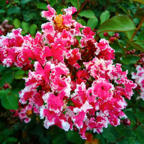 复花矮紫薇树苗 百日红 多色 盆栽 庭院种植 观花植物阳台