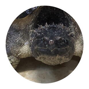 2020a原种佛头苗大头爆刺原种佛小苗包风险拟鳄龟小鳄龟