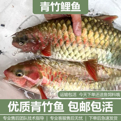青竹鲤鱼苗青竹凤仙子倒刺鲃苗红脸吉罗鱼鲜活冷水原生观赏风水鱼