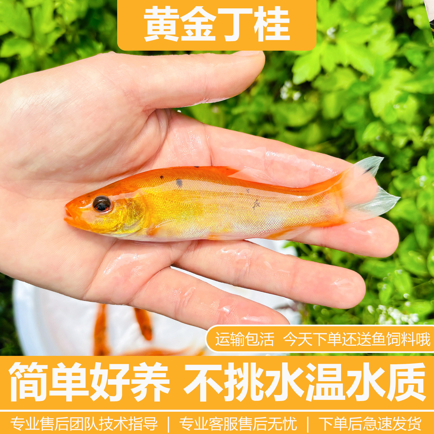 丁桂鱼观赏鱼,丁桂鱼和鲈鱼_大山谷图库