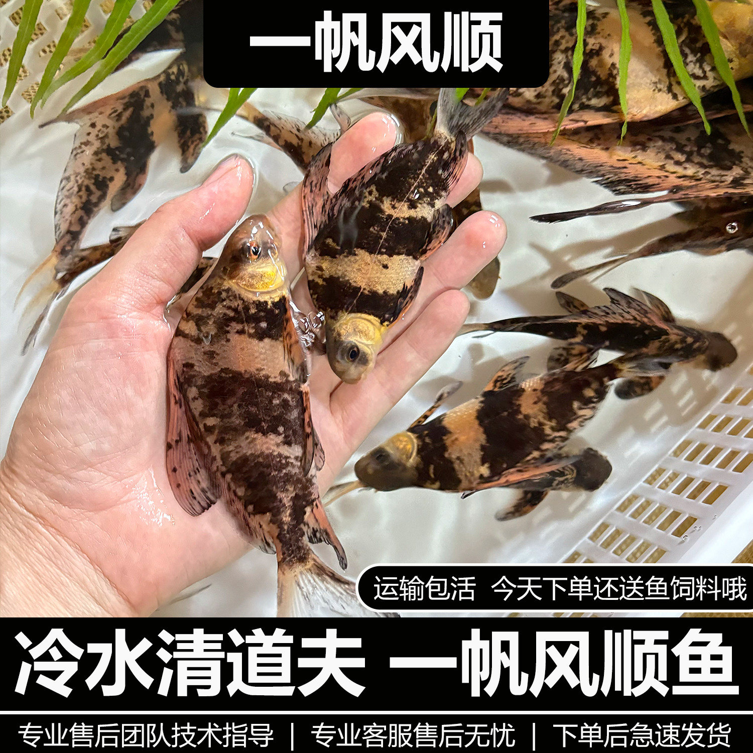 一帆风顺胭脂鱼苗冷水易养图片