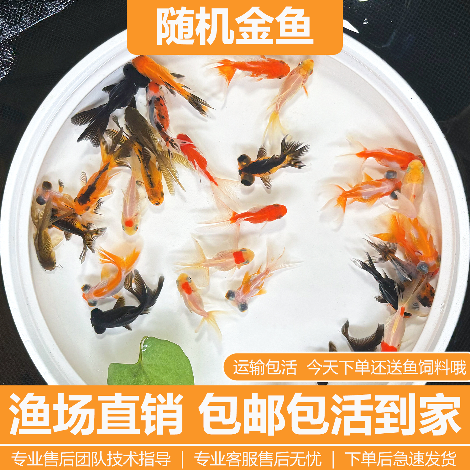 金鱼观赏鱼活鱼淡水冷水鱼