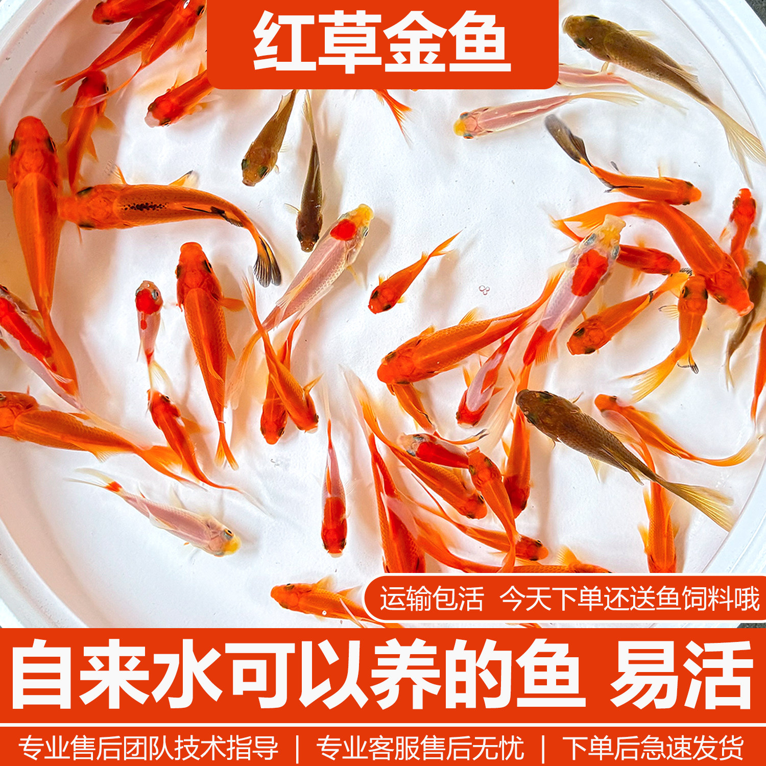 红草金鱼长尾活体锦鲫锦鲤活鱼观赏鱼淡水鱼冷水鱼小型鱼苗红鲫鱼