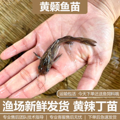 四川本地淡水养殖黄颡鱼苗