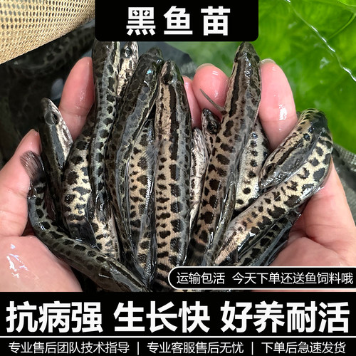 黑鱼苗淡水养殖食用好养耐活冷水凶猛路亚观赏鱼乌斑鳢生财乌鱼苗