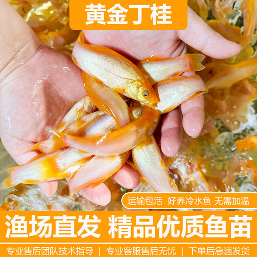 黄金丁桂红色丁桂鱼稀有红丁桂鱼苗黄化丁桂鱼万里挑一混养鱼医生 - 封面