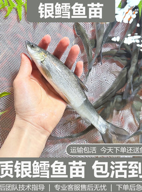 银鳕鱼苗活体大磷鲃鱼团头魮锥首魮红眼鳕鱼大头亮鲃淡水养殖鱼苗