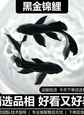 黑色锦鲤鱼耐活好养活鱼耐寒龙凤锦鲤鱼冷水鱼观赏鱼黑金黑彗星