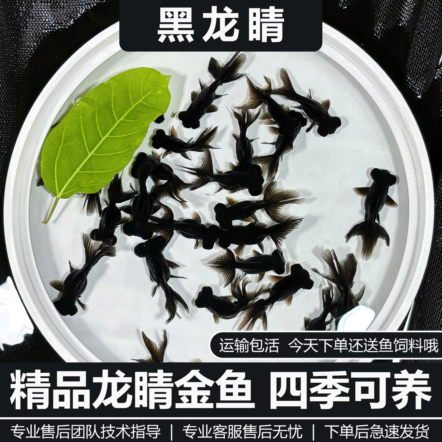 龙睛金鱼冷水观赏鱼好养耐活红龙睛黑龙睛鱼苗小金鱼大眼睛小金鱼,宠物/宠物食品及用品,鱼,淘宝优惠券,粉丝福利购,淘宝优惠卷