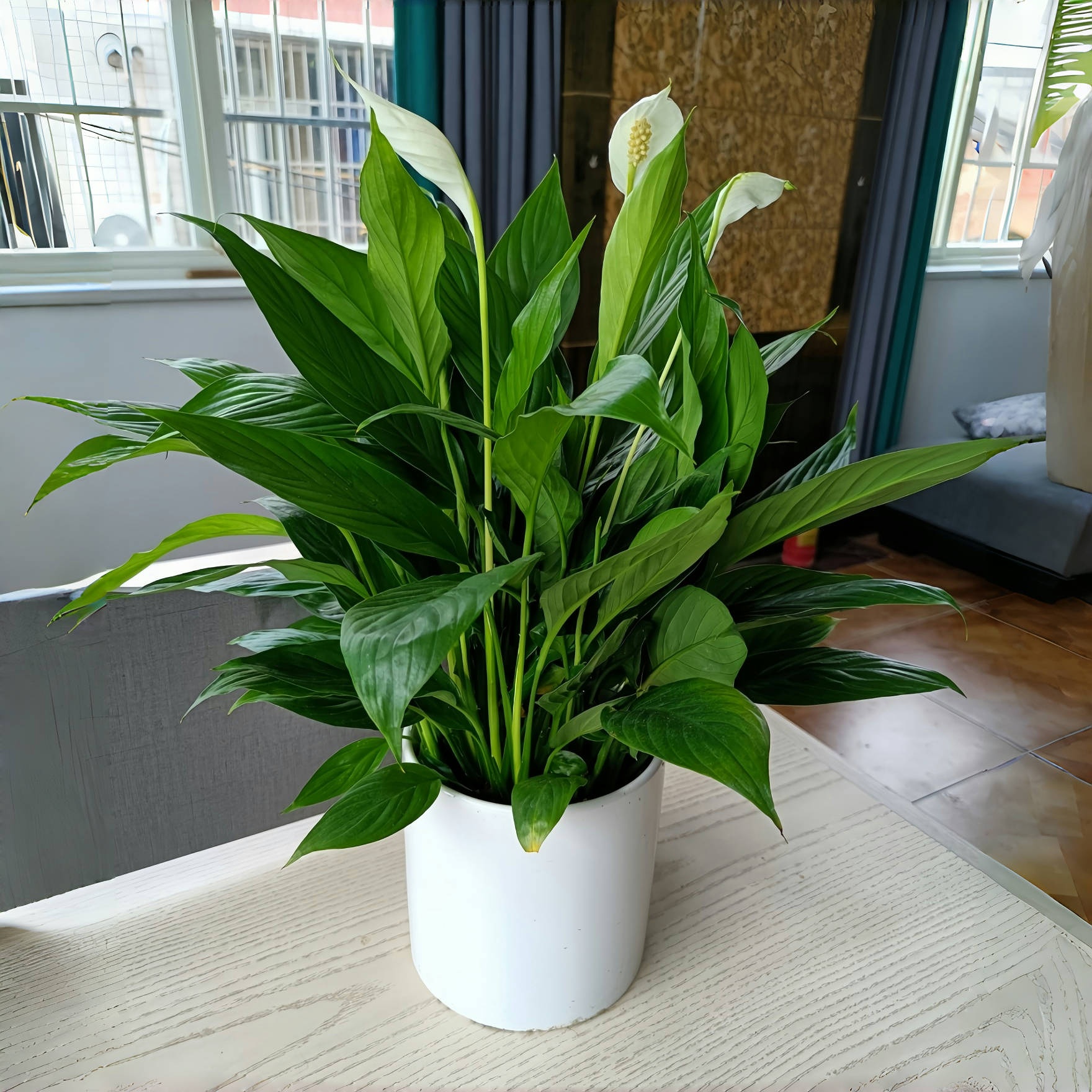 好养白掌一帆风顺办公室